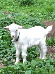 Baby goat male