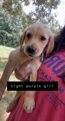 Light purple girl
