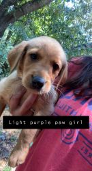 Light purple paw collar girl