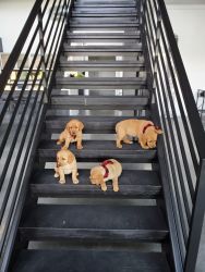 Rare 9 Goldador puppies for sale