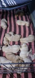 Goldador Puppies for Sale