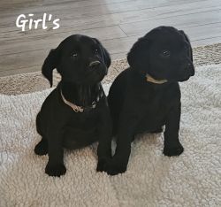 Goldador puppies