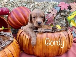 Goldendoodle Puppies - Red