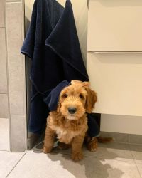 Lovely Goldendoodle Puppies