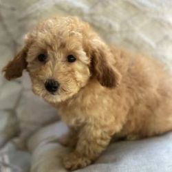 Gorgeous Goldendoodle puppies available CHEAP!
