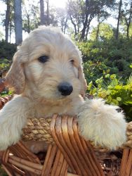 Super-Cute Golden Doodle Puppies Country Grown!