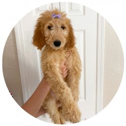 Healthy F1 Standard Goldendoodle Puppies available now