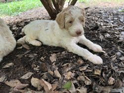 Parti Golden doodle puppies in NWGa