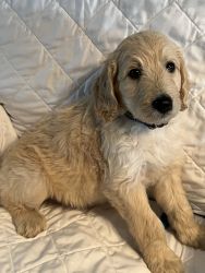 GOLDENDOODLE PUPPIES AVAILABLE!!