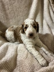 Daisy-Selling Breeding Rights, Multi generational Parti Goldendoodle