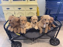 Golden Doodles ready for Christmas