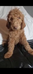 F1B GOLDENDOODLE PUPPY