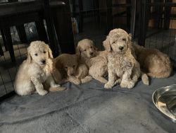 Golden doodle puppies