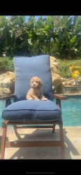 Golden Doddle Puppies for Sale