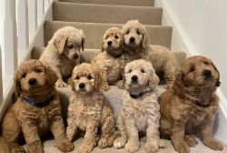 Adorable Miniature Goldendoodle Puppies for Adoption