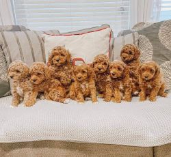 Nice golden doodle puppies