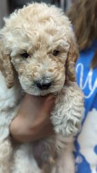Goldendoodle puppies in need of new homes