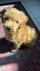 SELLING NOW: Three Goldendoodles (2 Girls/1 Boy)