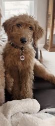 Goldendoodle For Sale - Almost 6 months old