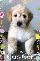 F1 Goldendoodle Puppy