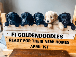 F1 Goldendoodle Pups