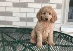 Priceless Golden Doodle Puppies For Sale