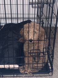 GOLDENDOODLE FOR SALE, NICE HOME NEEDED