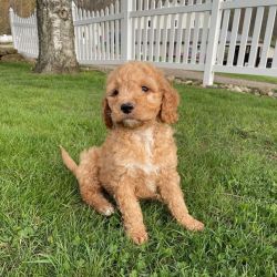Beautiful golden doodle puppies for sale