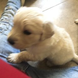 Must Sell Fast! AKC registered 5 week old Golden Retreiver Puppies!