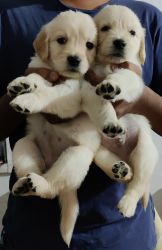 I want to sell golden retriever puppies good qualit urgent sell