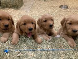 AKC Golden Retriever puppies!
