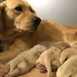 Golden Retriever Puppies Ready for Families Feb 2022