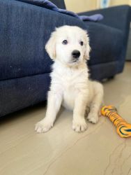 Golden Retriever puppy with KCI registration and microchip - Bangalore