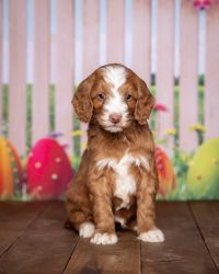 Poodle Puppy - Tommy