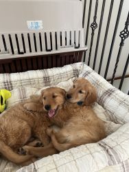 2 golden retrievers pure male and female