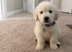 Healthy, Home Raised Golden Retriever Puppies For Adoption