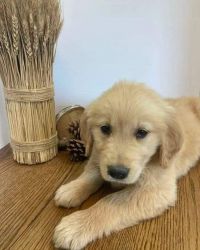 Cute Golden Retriever puppy for sale.
