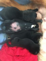 Golden retriever/English Shepard puppies for sale
