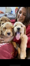 Beautiful Golden retriever puppies available now