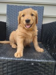 13 week old puppy pure bread Golden retriver with 1st sets of vaccinat