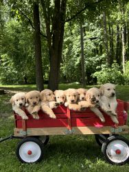 Golden Retriever Puppies Price Reduce!!