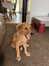 Golden Retriever looking for home