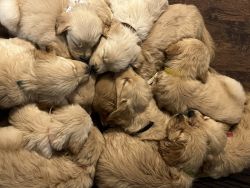 Purebred AKC registered Golden retriever puppies