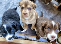 Goberian Puppies for Sale!