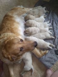 AKC Golden Retrievers puppies