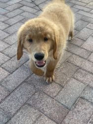 Golden retriever for sale 3 months old