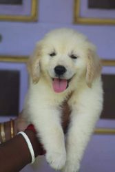 Good qualities puppy in cheap price
