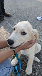 Beautiful 12 week old Golden Retriever Puppy needs a new home