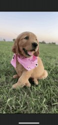 Beautiful golden puppies for sale