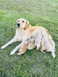 Golden Retriever Puppies!! 4 Weeks Old, Available 10/29/22